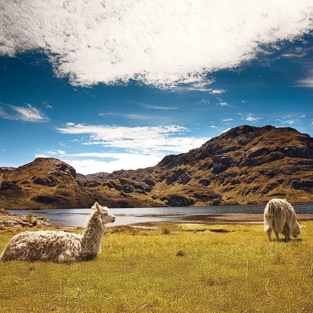 llamas en el parque quito ecuador